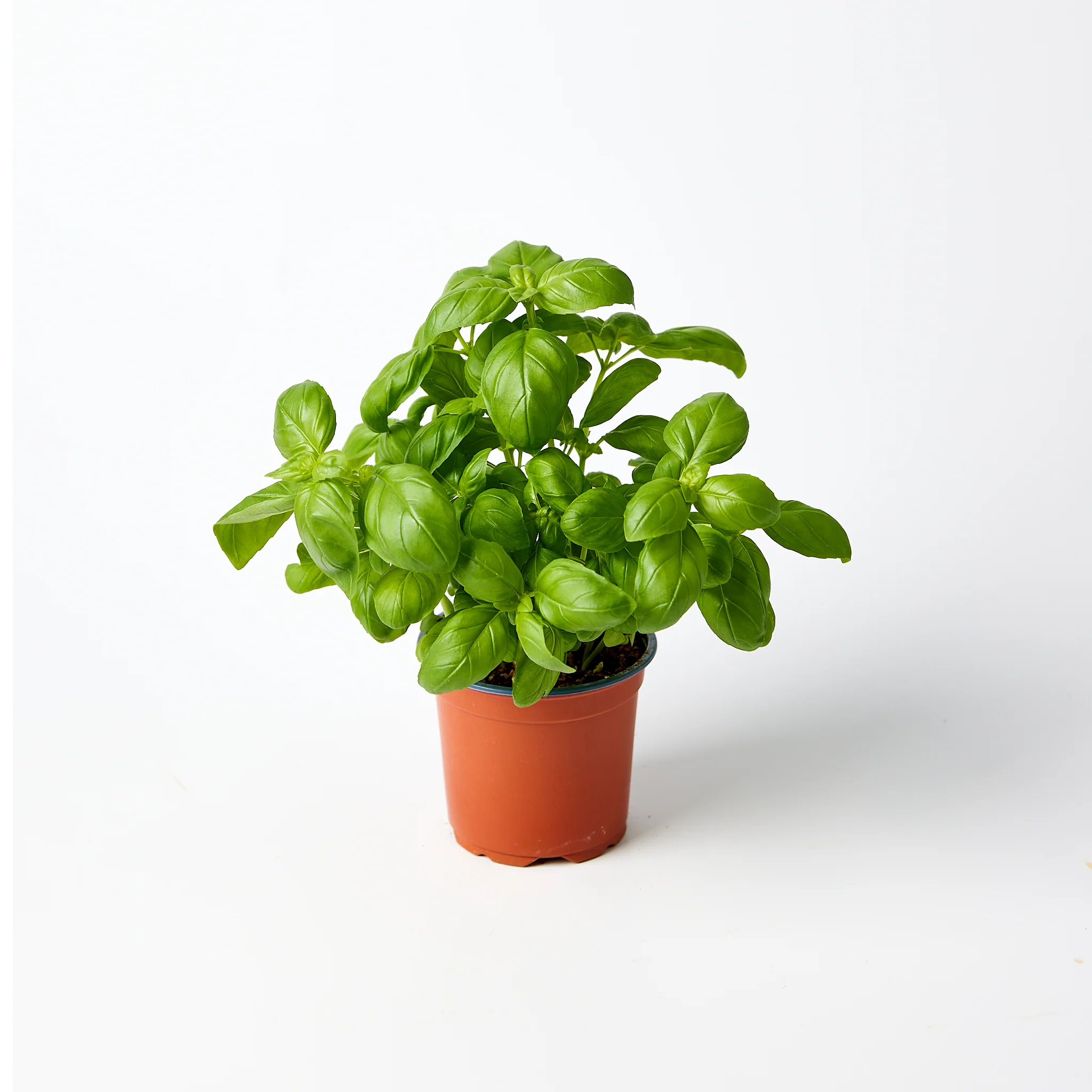 Fresh Herbs Basil Pot Each - Image 2