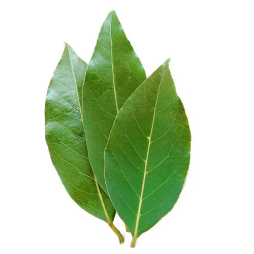 Fresh Herbs Bay Leaves Punnet