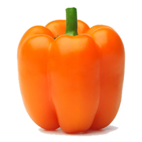Capsicum Orange Each
