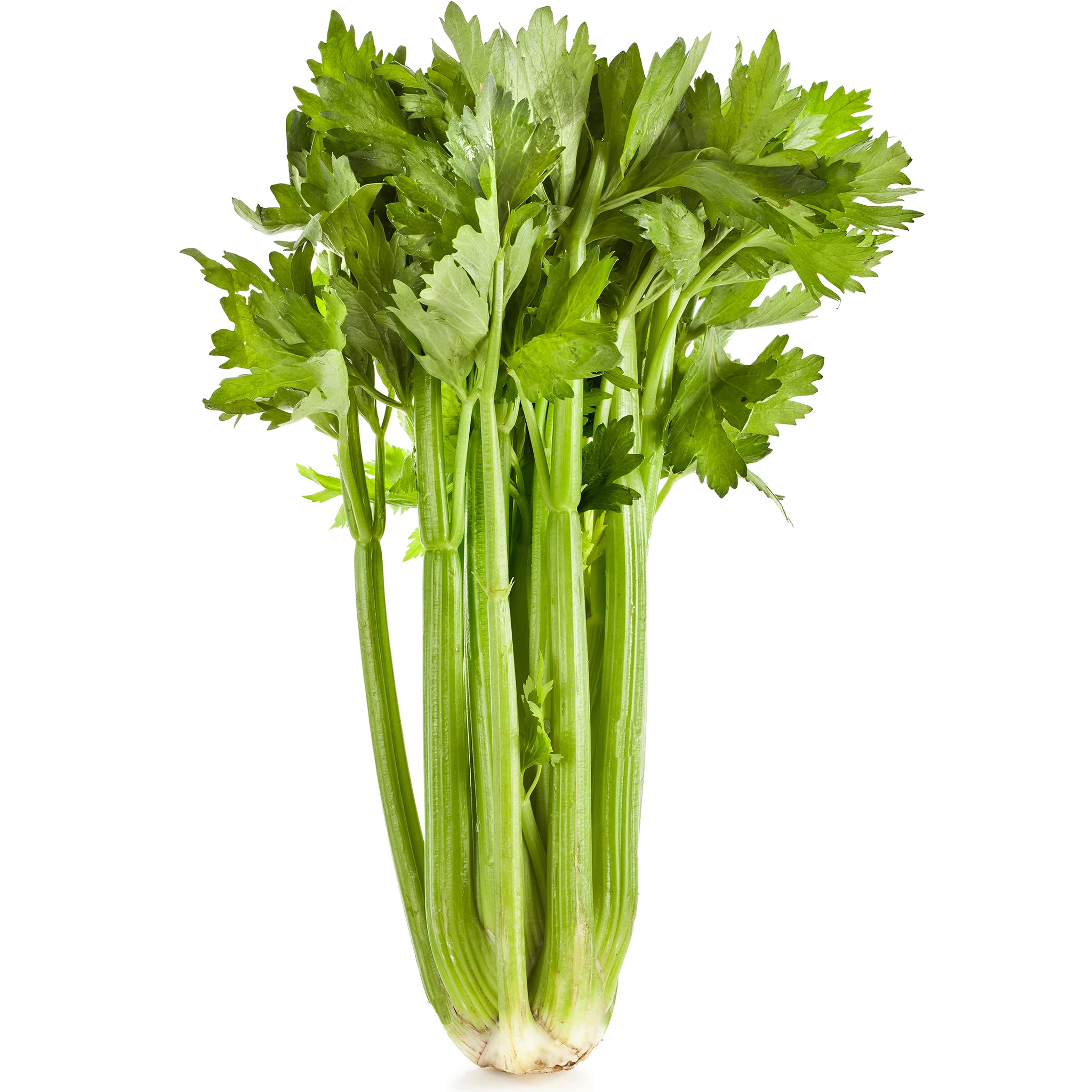 Celery Whole