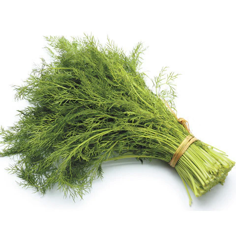 Fresh Herbs Dill Bunch