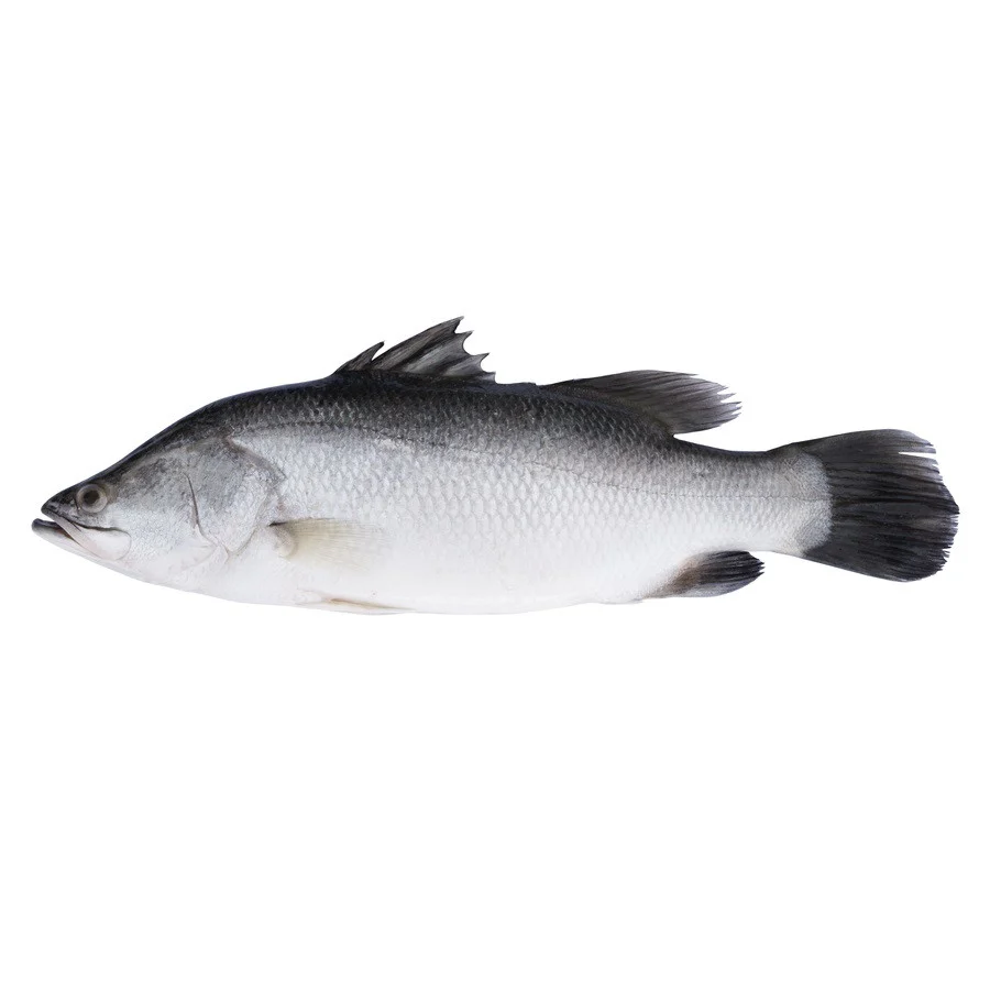 Fish in the Family Barramundi Saltwater Scaled and Gutted min 800g