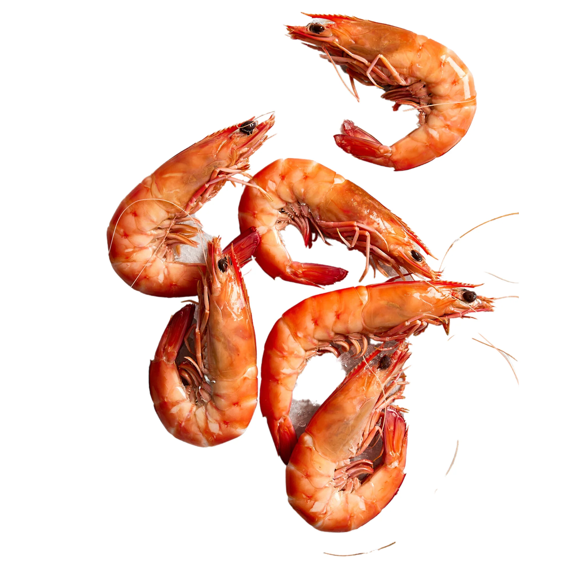 Fish in the Family Wild Caught Cooked King Prawns Extra Large min 500g