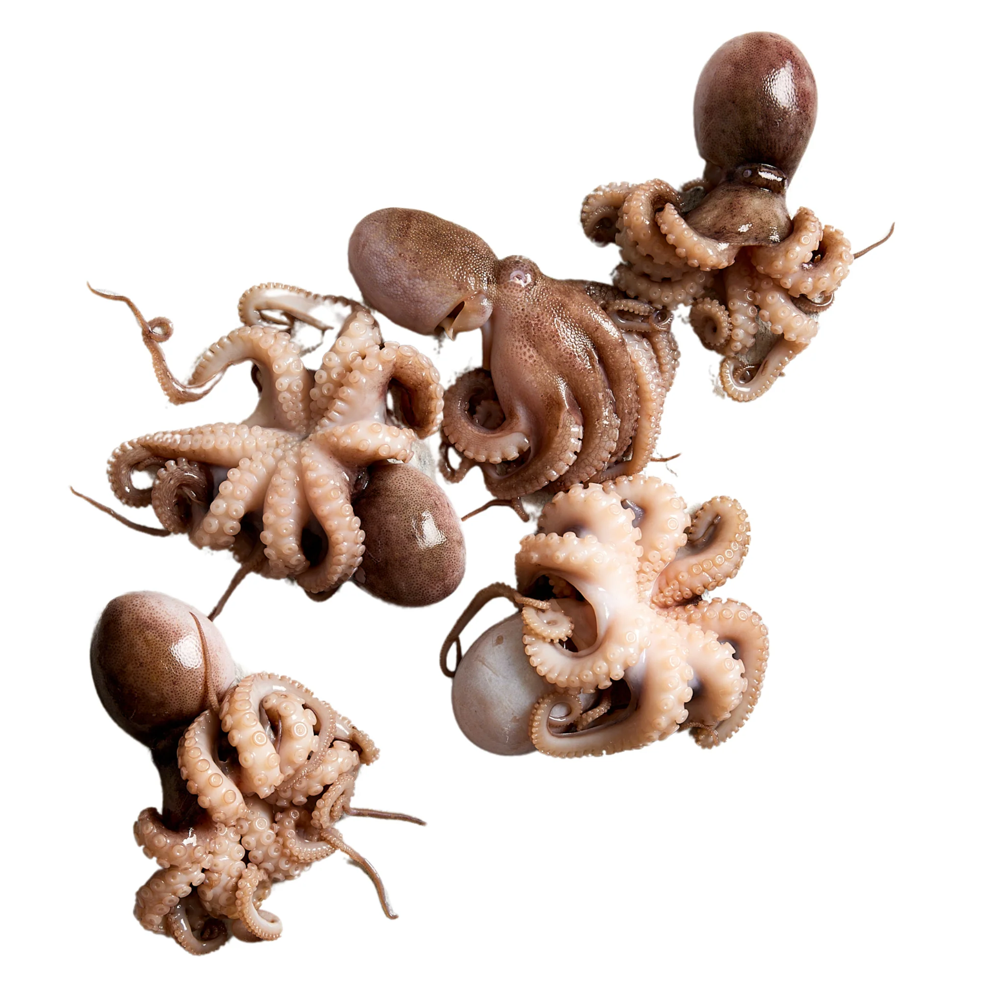 Fish in the Family Wild Caught Fresh Tenderised and Cleaned Medium Octopus min 500g - Image 2