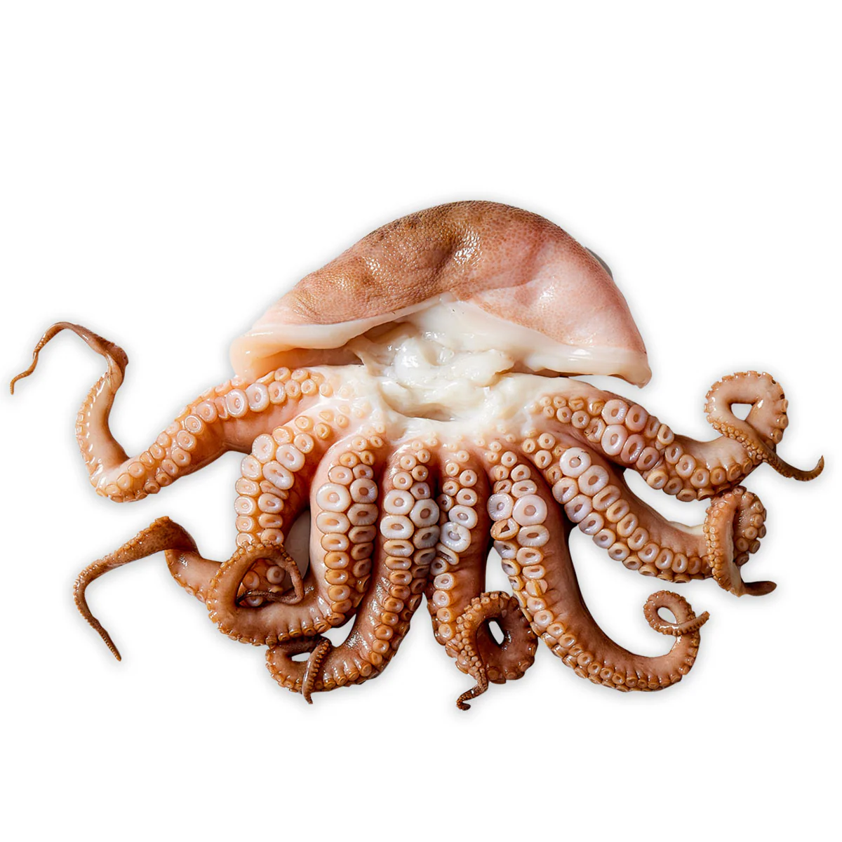 Fish in the Family Wild Caught Fresh Tenderised and Cleaned Medium Octopus min 500g - Image 3