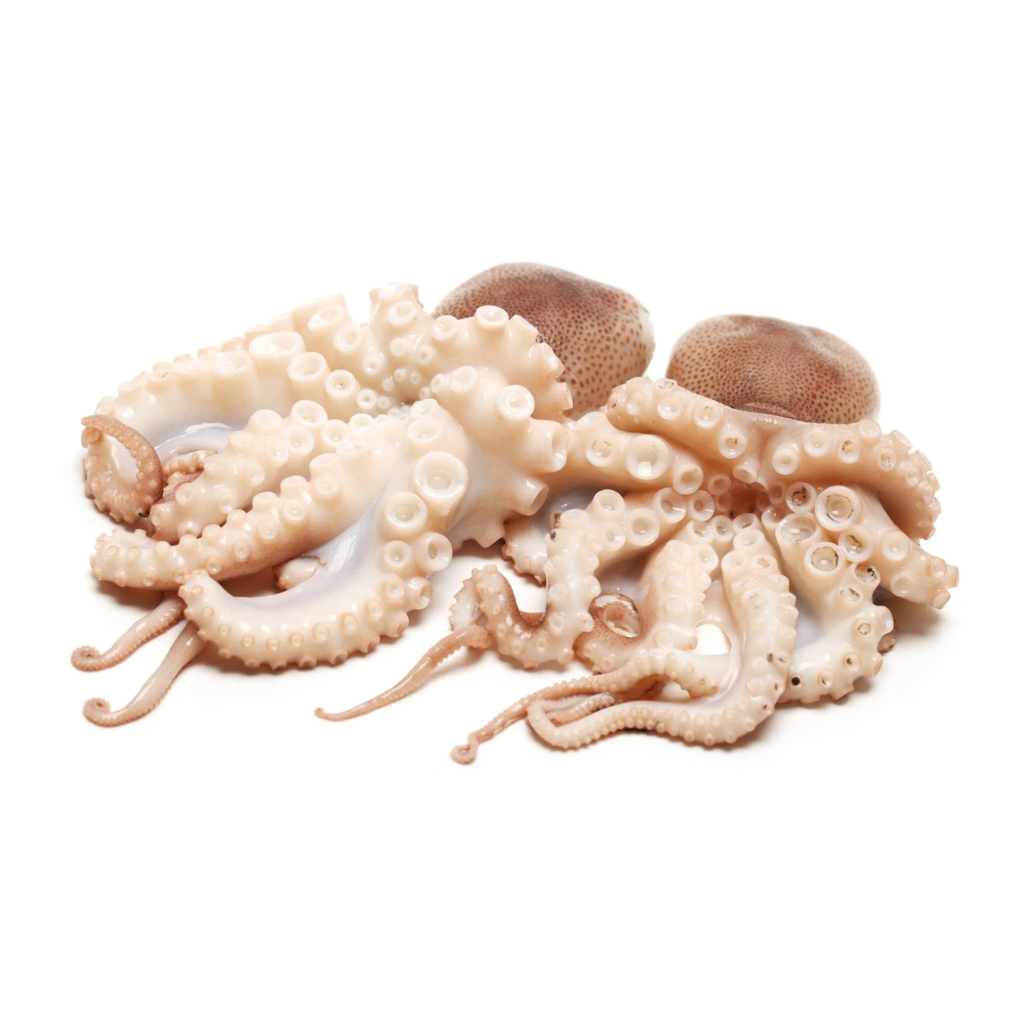 Fish in the Family Wild Caught Fresh Tenderised and Cleaned Medium Octopus min 500g - Image 4