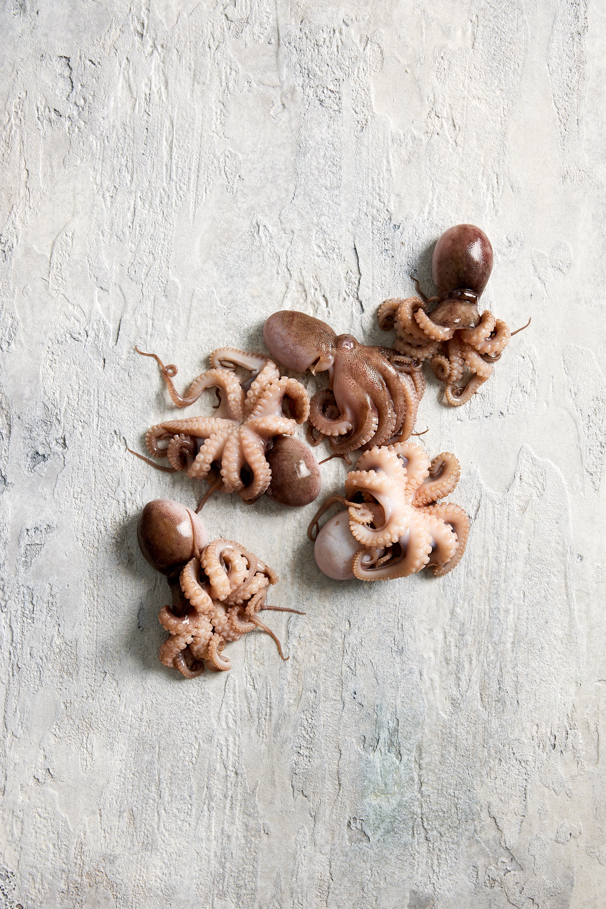 Fish in the Family Wild Caught Fresh Tenderised and Cleaned Medium Octopus min 500g - Image 5
