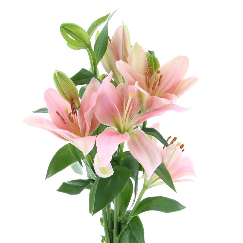 Asiatic Lily Large 5 Stem - Image 2