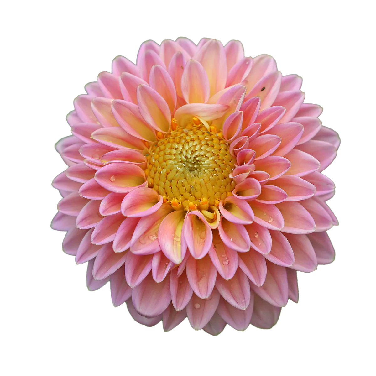 Flowers Dahlia Bunch