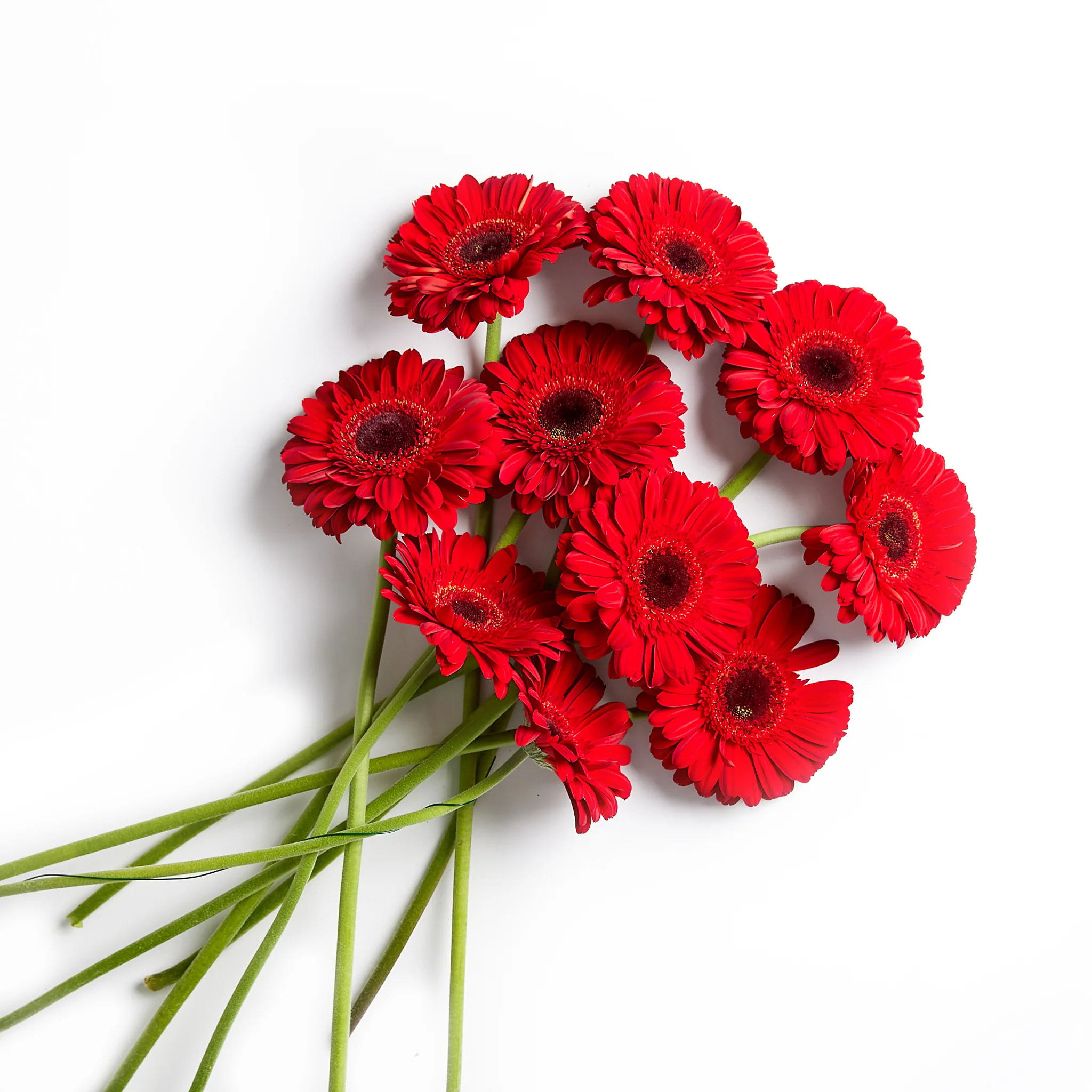 Flowers Gerberas 10 Stem Bunch - Image 2