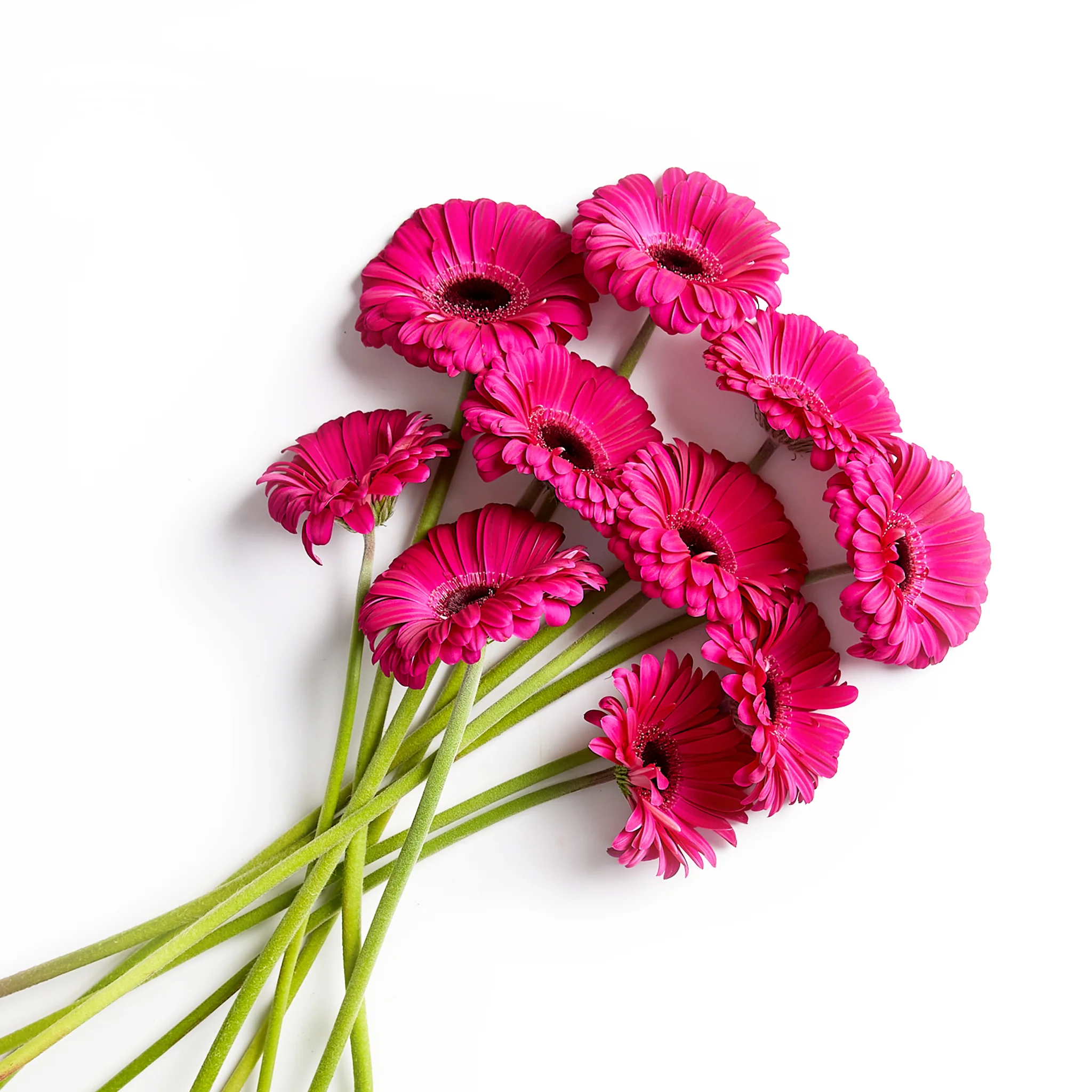Flowers Gerberas 10 Stem Bunch - Image 4
