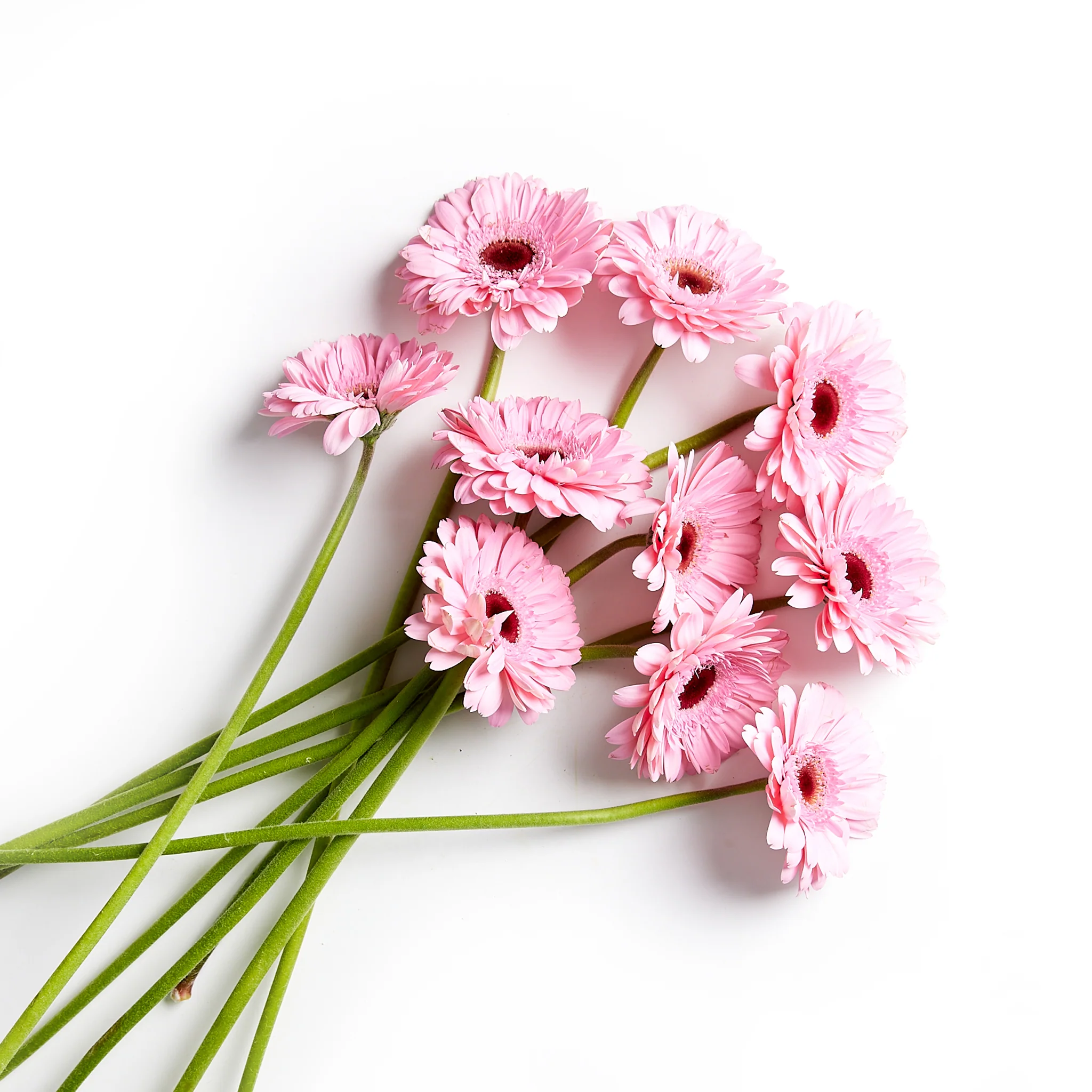 Flowers Gerberas 10 Stem Mini - Image 2