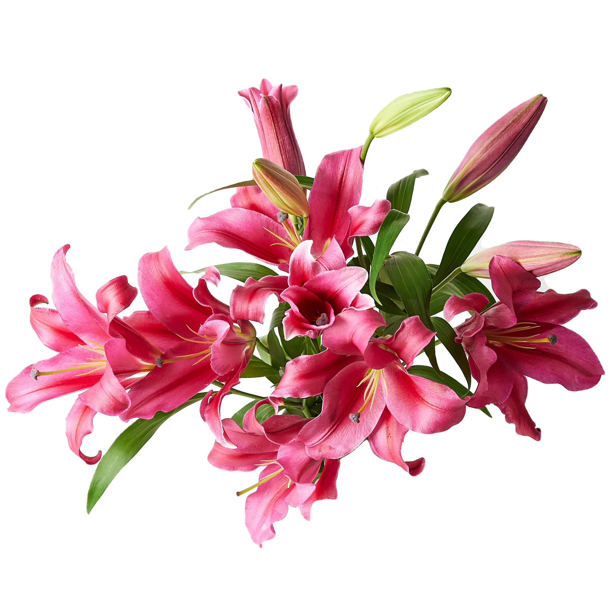 Flowers Oriental Lilies Pink 5 Stem - Image 2