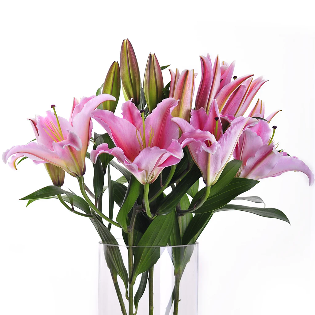 Flowers Oriental Lilies Pink 5 Stem - Image 3