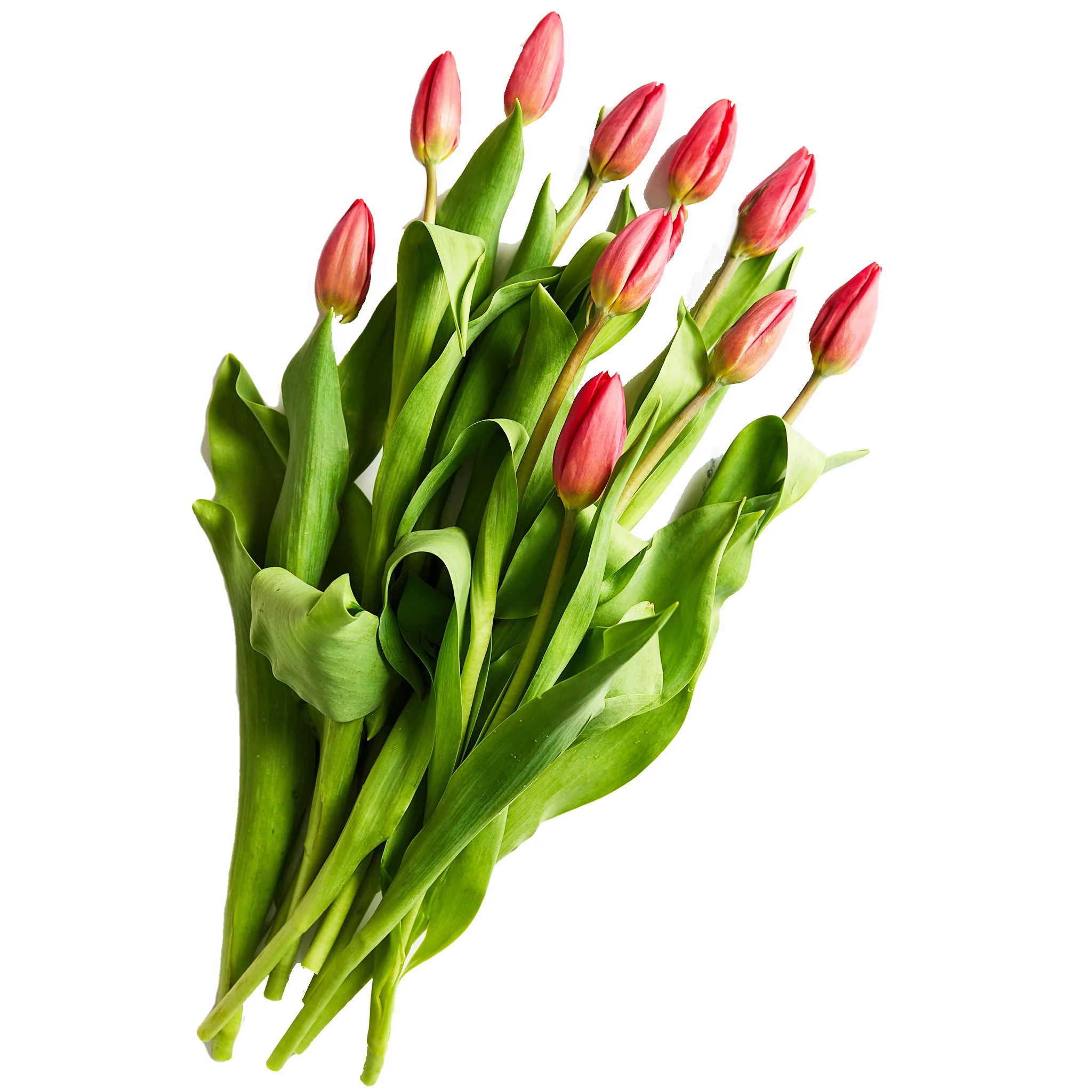 Flowers Tulips 10 Stem Bunch - Image 2
