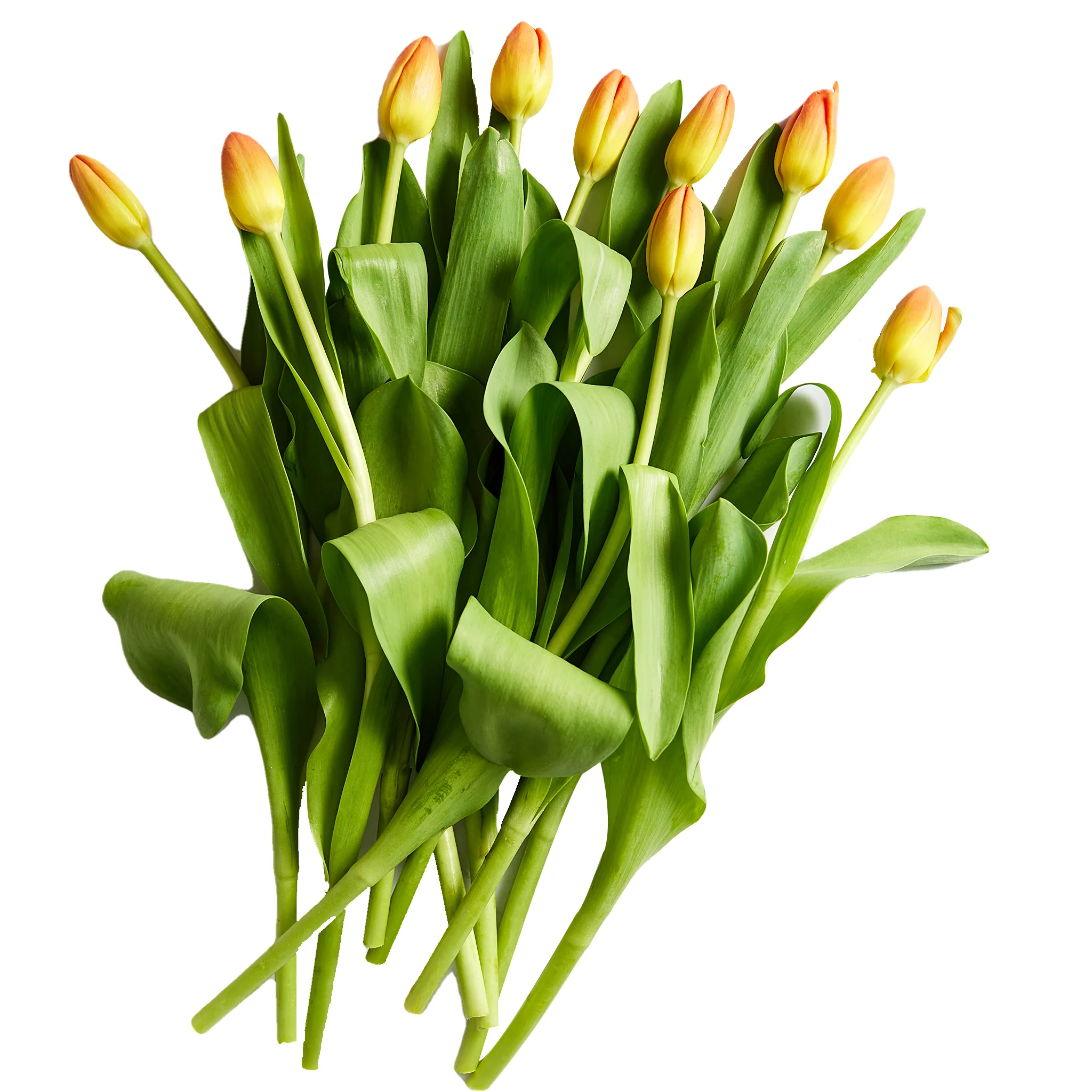 Flowers Tulips 10 Stem Bunch - Image 3