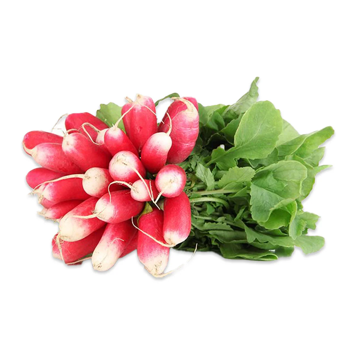 French Radish Bunch