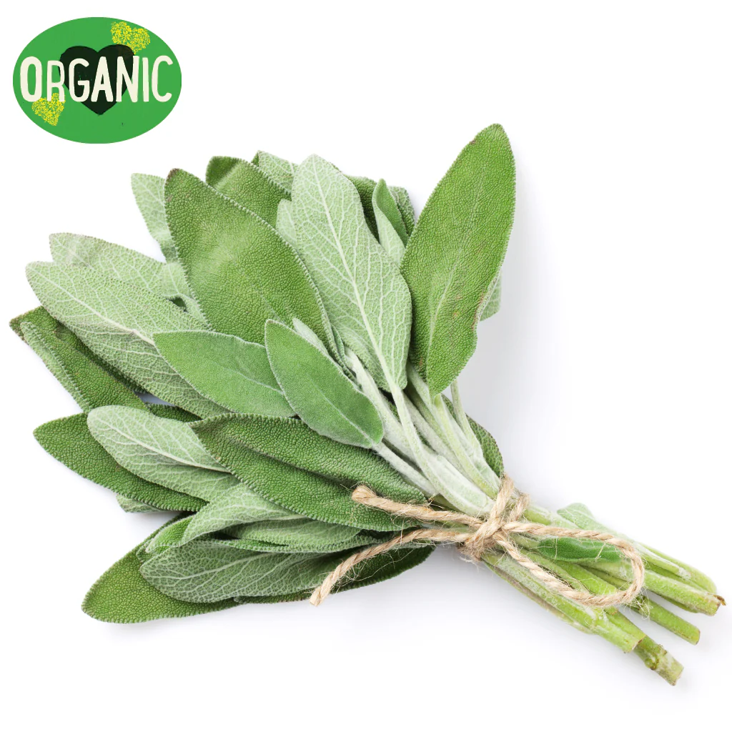 Fresh Herbs Sage Organic bunch