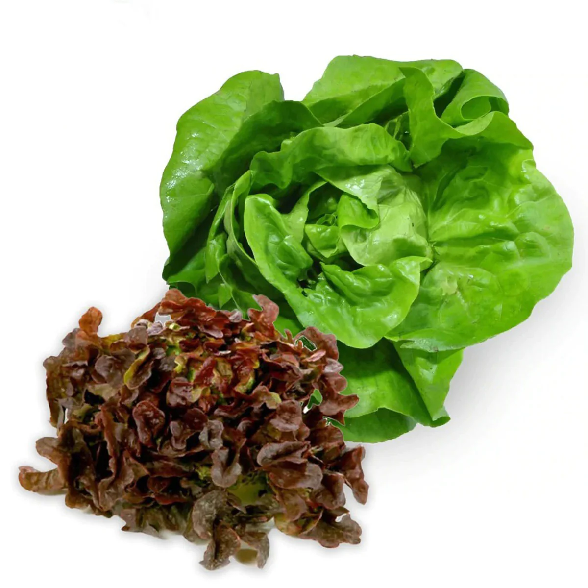 Lettuce Living Duet Oak Leaves Each