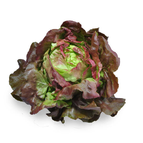 Lettuce Living Red Mignonette Each