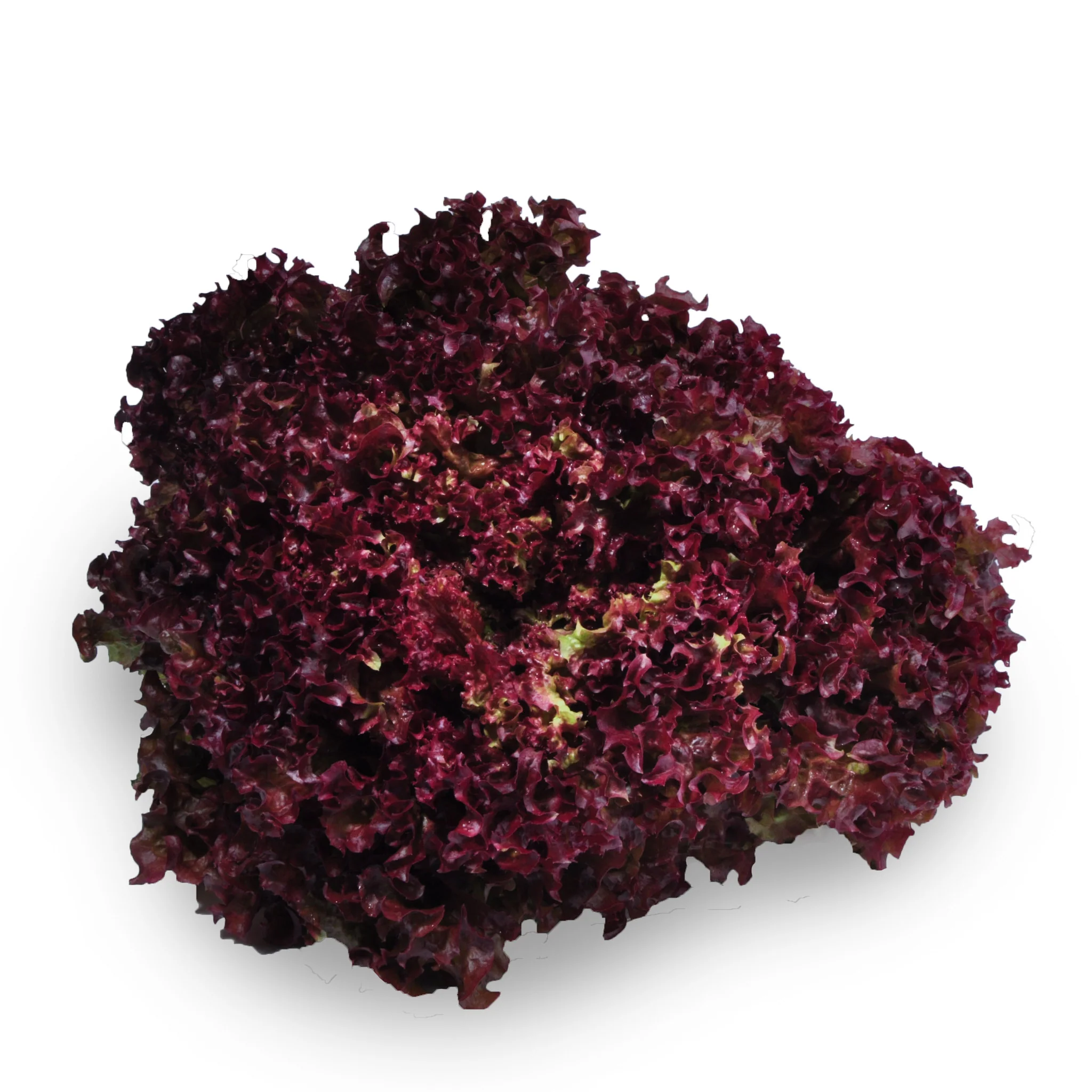 Lettuce Living Red Coral Leaves Each