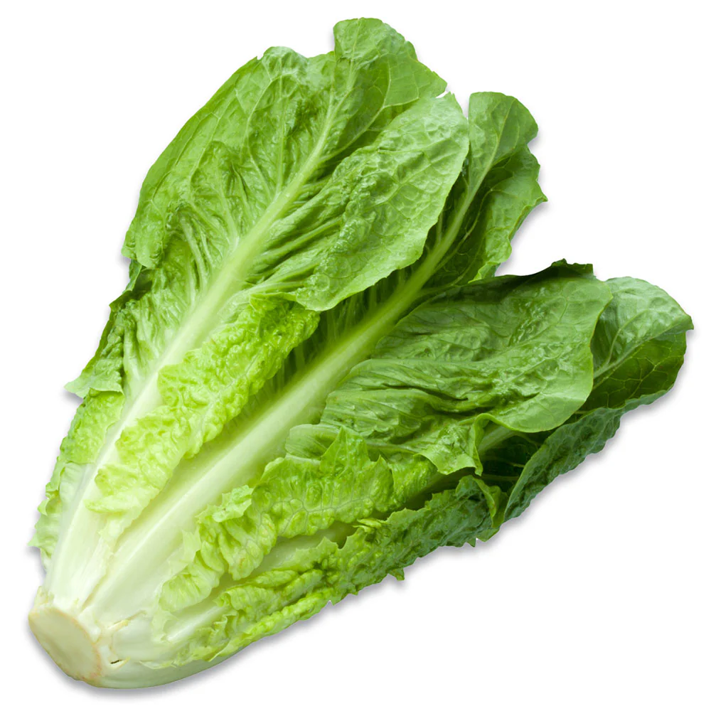 Lettuce Midi Cos Each