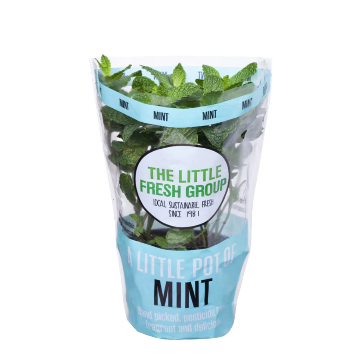 Fresh Herbs Mint Pot Each