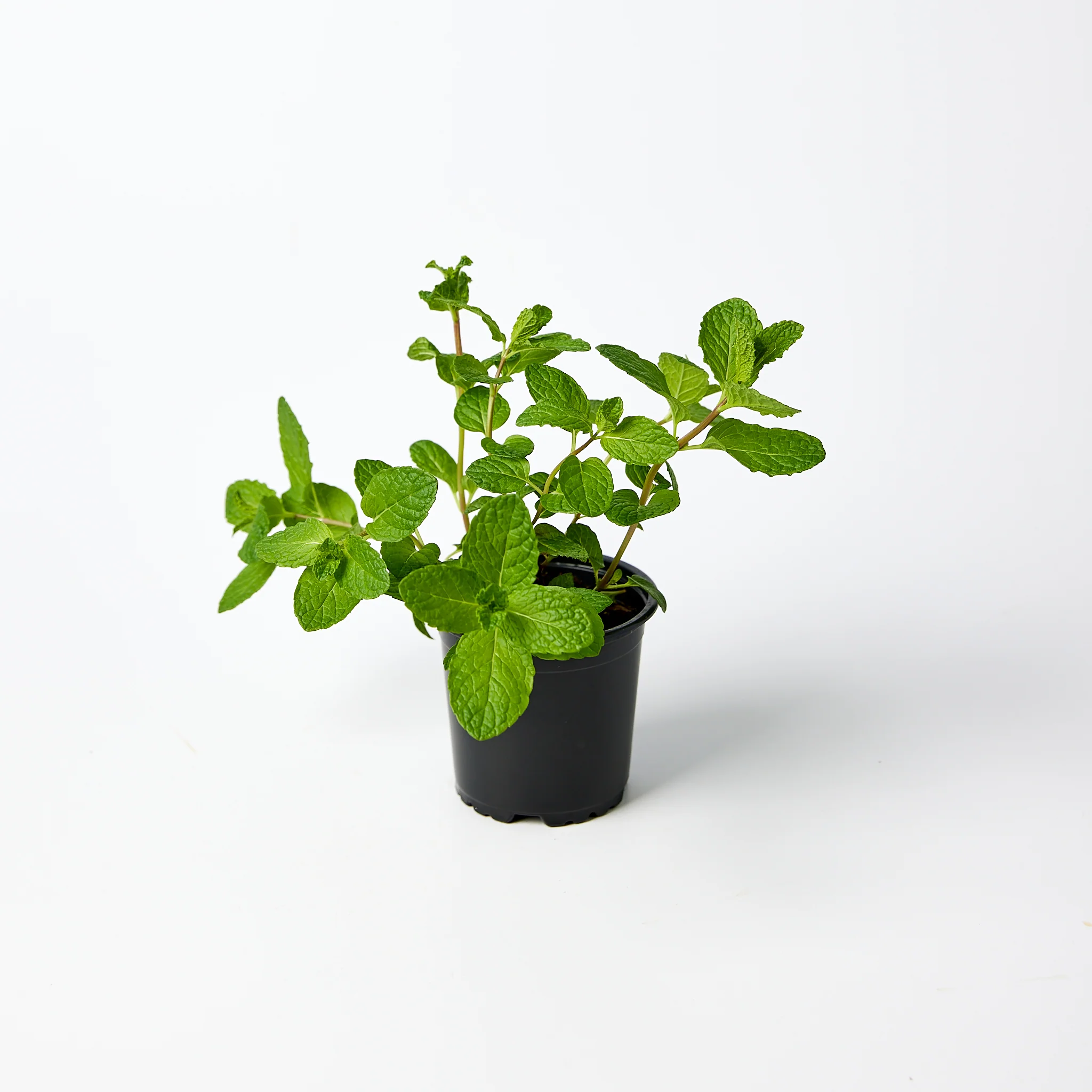 Fresh Herbs Mint Pot Each - Image 2
