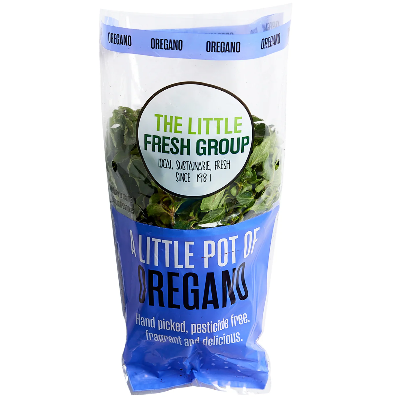 Oregano Herb Pot Each