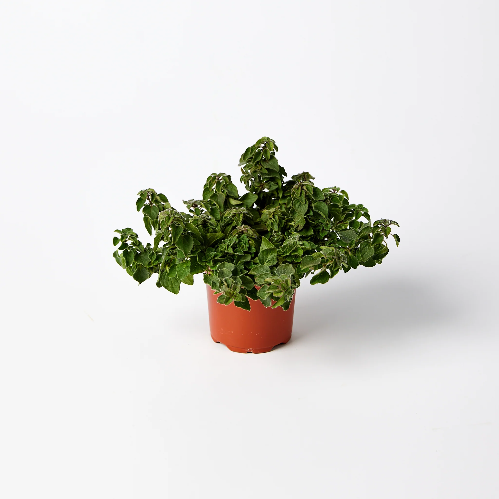 Oregano Herb Pot Each - Image 2