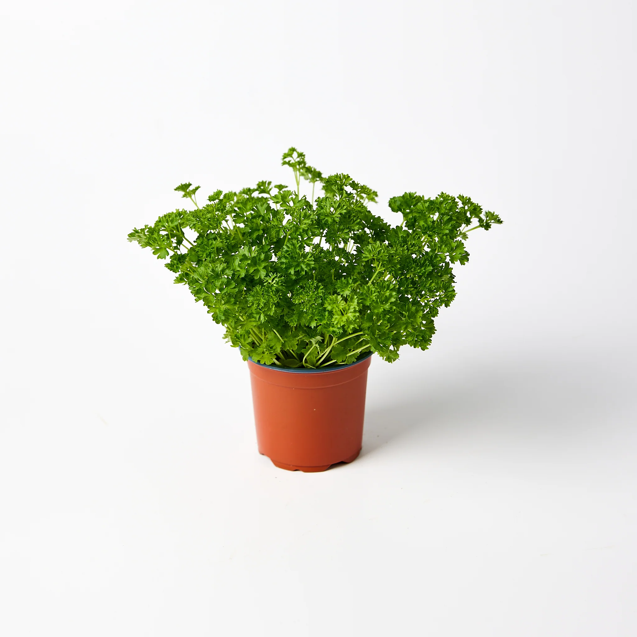Fresh Herbs Parsley Curly Pot Each - Image 2