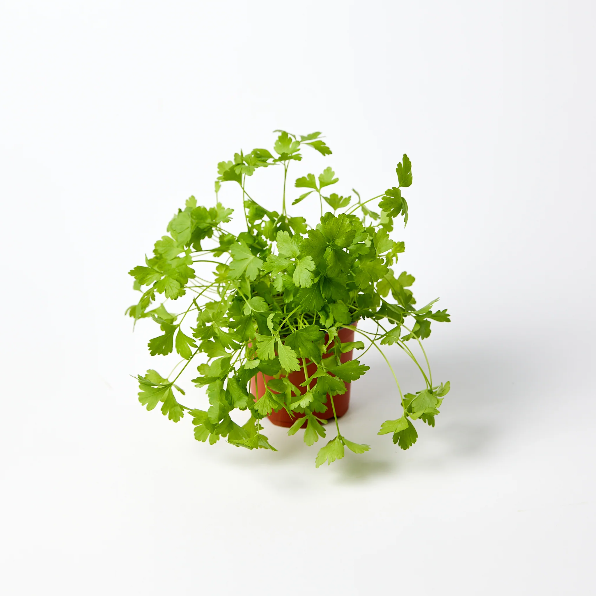 Fresh Herbs Parsley Flat Pot Each - Image 2