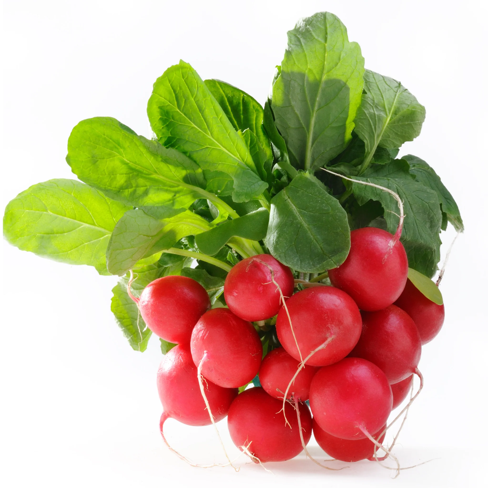 Radish Red Bunch