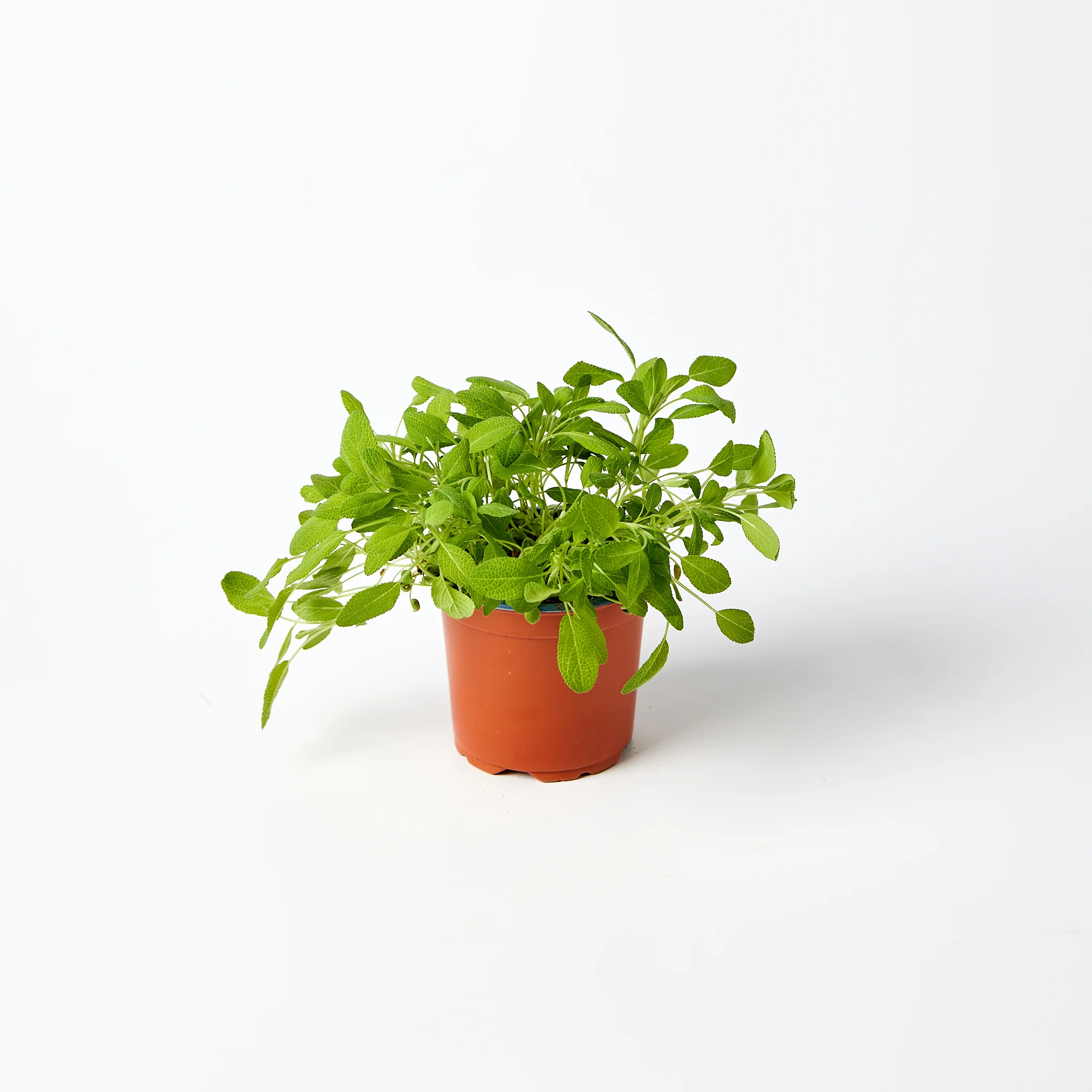 Sage Herb Pot Each - Image 2