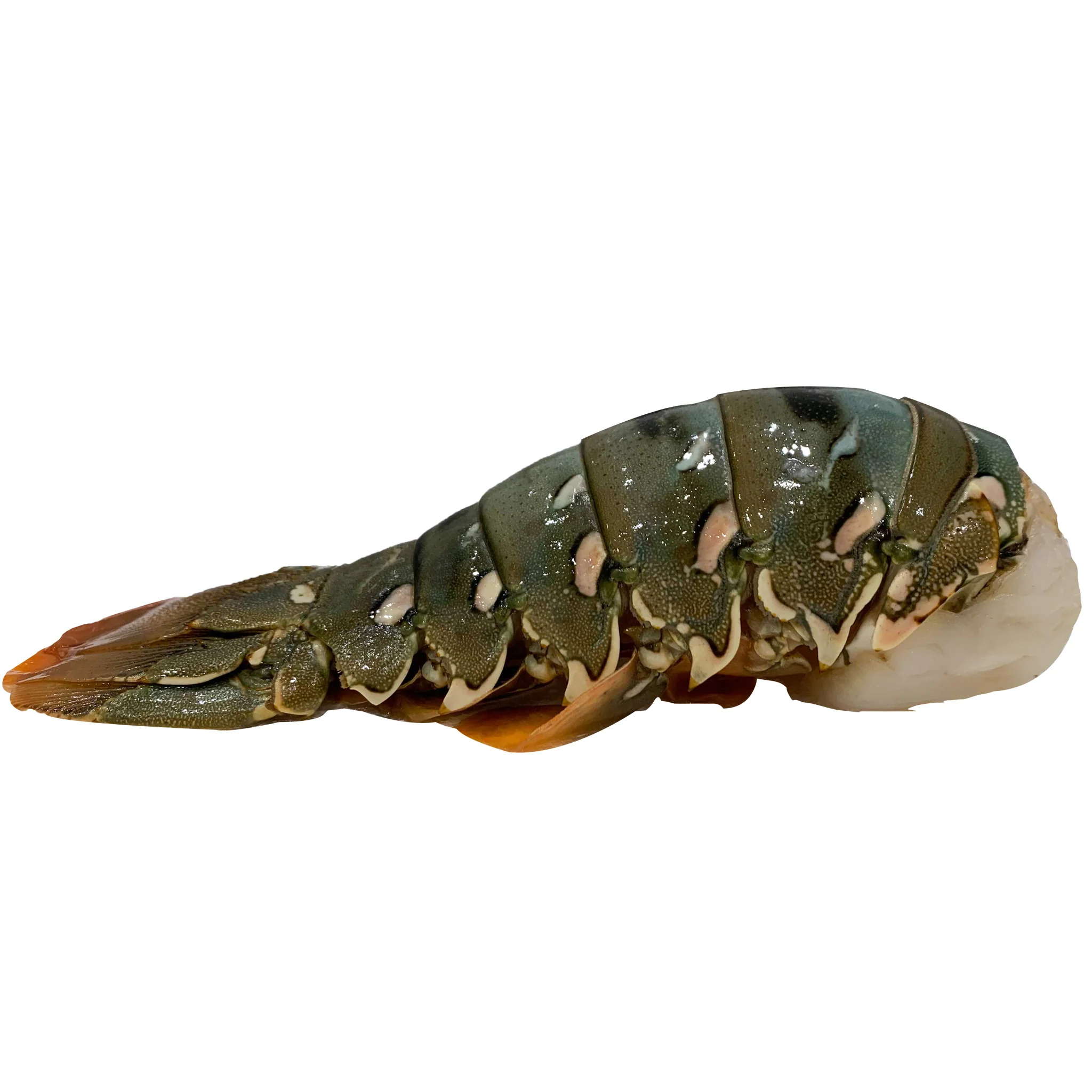 Fish in the Family Wild Caught Raw Lobster Tail Half min 150g - Image 2